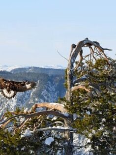 ‘Avrupa’nın Vahşi Doğası Özel’ 19 Mayıs ve 26 Mayıs Pazar 20.00’de National Geographic WILD Ekranlarında!