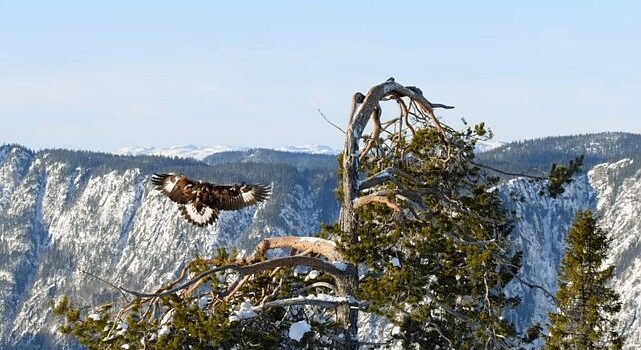 ‘Avrupa’nın Vahşi Doğası Özel’ 19 Mayıs ve 26 Mayıs Pazar 20.00’de National Geographic WILD Ekranlarında!