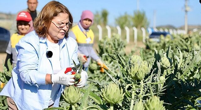 Didim Belediye Başkanı Hatice Gençay, Didim Belediyesi’ne ait tarlada yetiştirilen enginarların hasadına katıldı