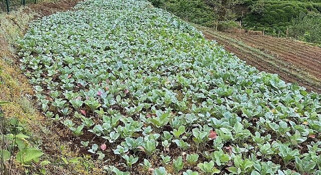 Karadeniz Ekonomisinin Görünmeyen Kahramanları