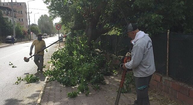 Kemer Belediyesi’nden yeşil alanlarda bakım çalışmaları