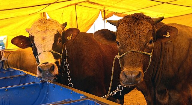 Kurban Bayramı nedeniyle hazırlıklarına başlayan Çorlu Belediyesi, kurban satış başvuruları için kayıtlara başladı