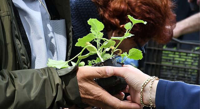 Lüleburgaz Belediyesinin serasında atalık tohumlardan elde ettiği 12 bin 500 adet sebze fidesi 14 Mayıs saat 12.00’da Kongre Meydanında vatandaşla paylaşılacak