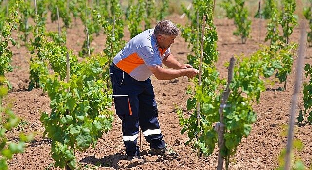 Bergama’nın geleneksel üzümleri yeniden canlanıyor