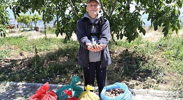 Çiftçinin cevizi çürümekten kurtuldu