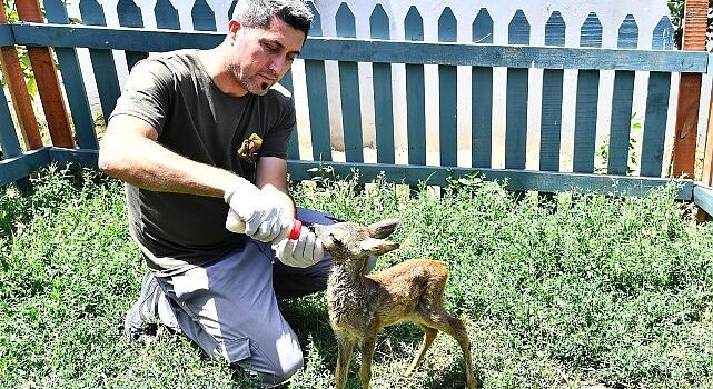 Doğal Yaşam Parkı’nın sevimli misafiri biberonla besleniyor