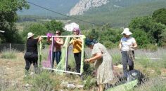 Kemer’de lavanta tanıtım etkinlikleri başlıyor