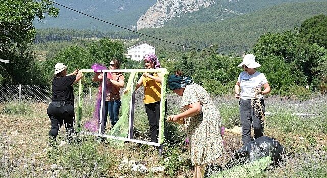 Kemer’de lavanta tanıtım etkinlikleri başlıyor