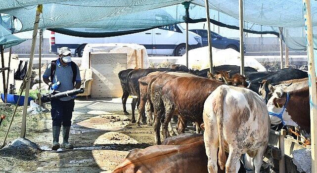 Kurban satış yerleri ilaçlanıyor Sinek ve haşerelere karşı aralıksız mücadele