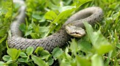 ‘Şehirdeki Yılanlar’ın 10. Sezonu 1 Temmuz’da National Geographic WILD Ekranlarında Başlıyor!