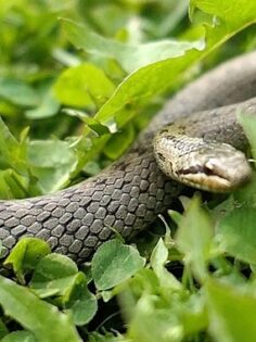 ‘Şehirdeki Yılanlar’ın 10. Sezonu 1 Temmuz’da National Geographic WILD Ekranlarında Başlıyor!