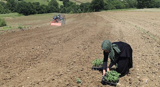 Üreticiler karpuz tohumlarını toprakla buluşturdu