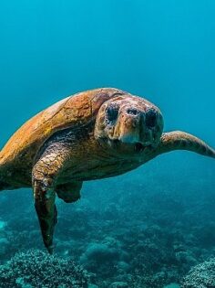 National Geographic NOW Seç-İzle Servisi Temmuz Ayında ‘Okyanuslar’ Temasıyla Dopdolu İçerikler Sunuyor