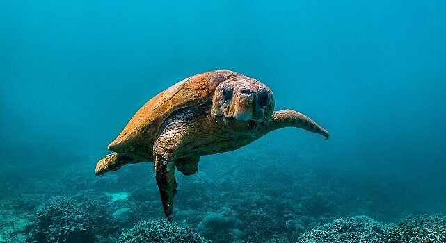 National Geographic NOW Seç-İzle Servisi Temmuz Ayında ‘Okyanuslar’ Temasıyla Dopdolu İçerikler Sunuyor