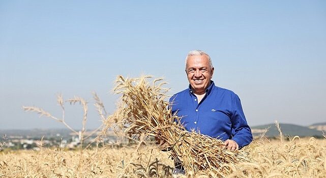 Nilüfer’de yerel tohumdan üretilen buğday hasadı başladı