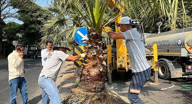 Salihli Belediyesi Site Caddesi’ni Palmiye Ağaçlarıyla Yeşillendiriyor