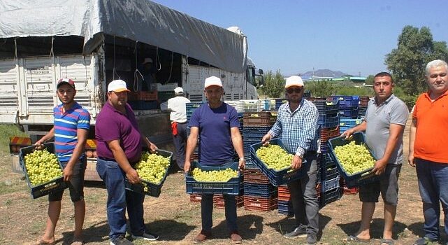 Superior Seedless çeşidi sofralık üzümün ihracat yolculuğu 11 Temmuz’da başladı