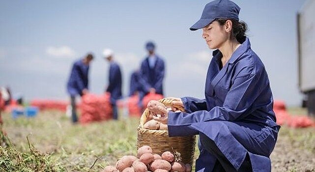 PepsiCo Türkiye’den 16 Ağustos Dünya Patates Gününde Yenileyici Tarımda Büyük Başarı: Patates Üretiminin %89’u Yenileyici Tarım Uygulamalarıyla Gerçekleşiyor