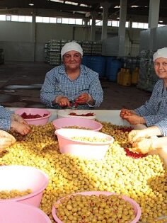 Sofralık zeytin ihracatı 200 milyon dolara koşuyor