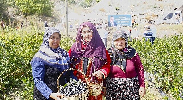 Antalya’da Aronya hasadı başladı