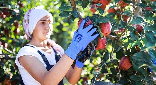 Elma ve elma suyu ihracatı 321 milyon dolara ulaştı