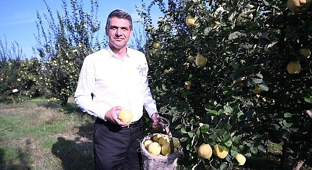 Hasat Başladı, Şimdi Eşme Ayva Festivali Zamanı