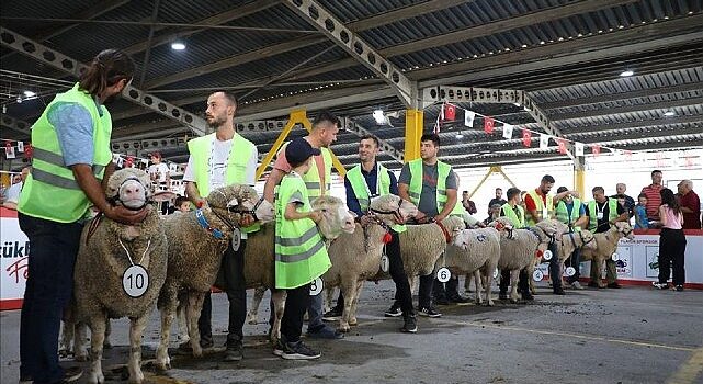 İnegöl’de Koç Ve Tavuklar Kıyasıya Yarıştı