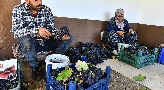 İzmir Büyükşehir Belediyesi 10 ton Kavacık üzümü dağıtıyor